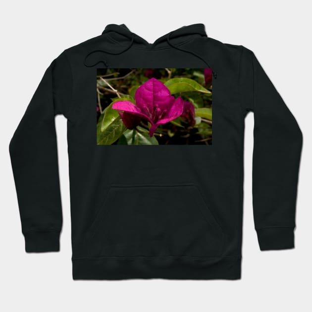 Bougainvillea Close Up Hoodie by GP1746